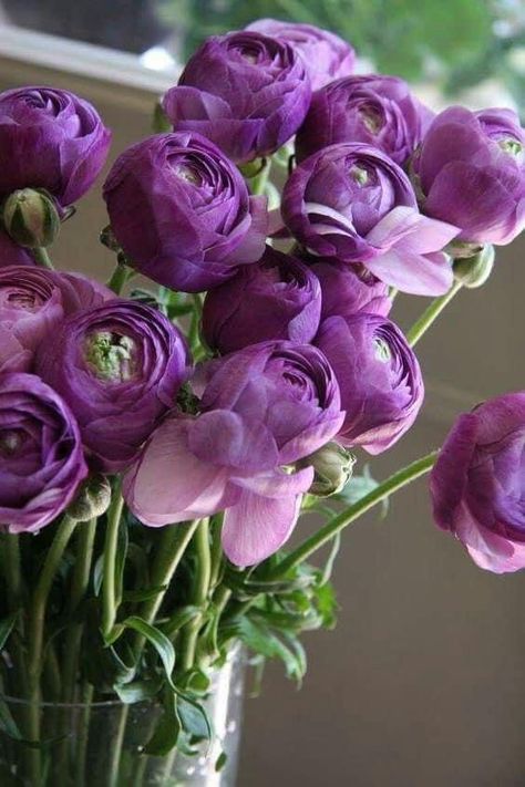 Ranunculus Bouquet, Art Amour, Ranunculus Flowers, Flowers In A Vase, Purple Garden, Beautiful Flower Arrangements, Deco Floral, Jolie Photo, Arte Floral