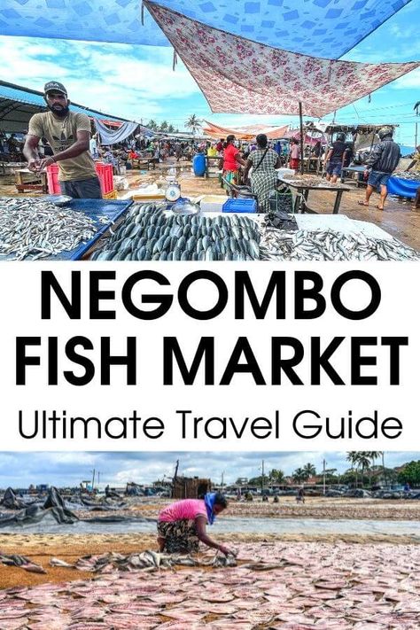 One of the best things to do in Negombo Sri Lanka is to visit the Negombo Fish Market. Vibrant, colorful, smelly, and noisy, the fish market in Negombo gives you deep insights into the life and culture of Negombo fishermen and fishing industry. #Negombo #SriLanka Negombo Sri Lanka, Traveling Aesthetic, Visit Asia, Iran Travel, Backpacking Asia, Sri Lanka Travel, Travel Destinations Asia, Fish Market, Travel Asia