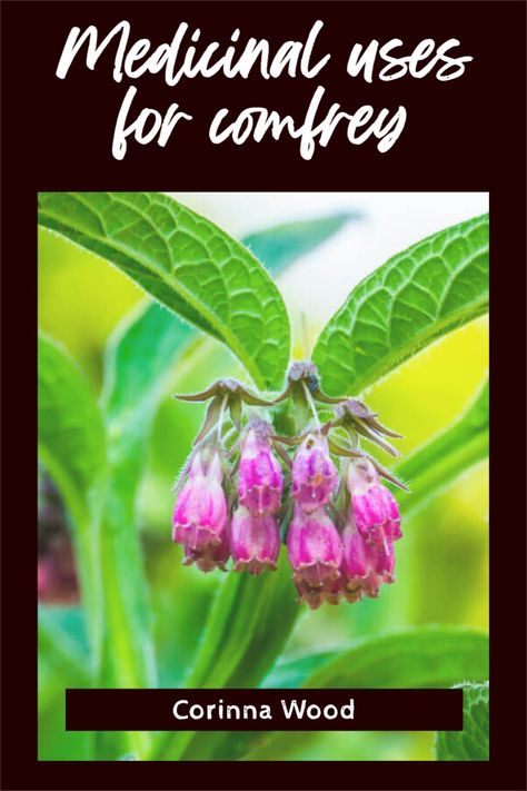 Comfrey Medicinal Uses, Comfrey Root Uses, Comfrey For Teeth, Comfrey Leaf Benefits, How To Use Comfrey, Comfrey Tincture Recipe, Comphrey Uses, Comfrey Uses, Comfrey Salve Recipe