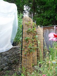 DIY strawberry towers - takes less space than traditional growing method Strawberry Pyramid, Tower Gardening, Strawberry Towers, Sustainable Backyard, Grow Wall, Vegetable Garden Planters, Garden Strawberries, Potato Planters, Strawberry Tower