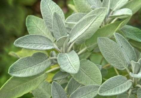 Green Aesthetic Widgets, Sage Green Widgets, Achillea Filipendulina, Growing Sage, Date Plant, Seed Starting Soil, Mosquito Plants, Verbena Bonariensis, Plant Herbs