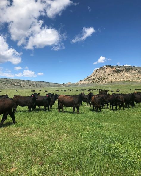 LU Beef’s Instagram profile post: “We raise high-quality beef cattle that are born and raised on the open range. Our herd of over 1,400 mother cows spend their summers…” Beef Cows, Herd Of Cows, Cattle Herd, Beef Farming, Space Western, Beef Cow, Meat Industry, Cattle Farm, Mountain Vibes