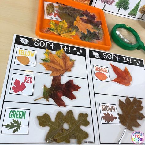 The NEW Leaves and Trees has been released just in time for FALL! Tons of hands on explorations, anchor charts, student recording pages, a… Trees Unit Creative Curriculum, Trees Theme Preschool, Creative Curriculum Tree Study Preschool, Creative Curriculum Trees, Tree Unit Creative Curriculum, Tree Unit Preschool, Trees Study Creative Curriculum, Trees Creative Curriculum, Tree Study Creative Curriculum