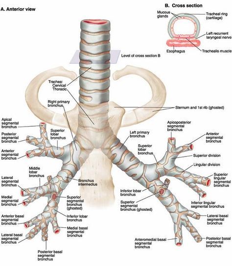 Bronchoscopic View of the Bronchial Tree | Plate 4-33 Trachea and Bronchial Tree Bronchial Tree, Remedies For Bronchitis, Home Remedies For Bronchitis, Tree Diagram, Tree Pictures, Basic Anatomy And Physiology, Nursing Mnemonics, Med School Motivation, Pulmonology