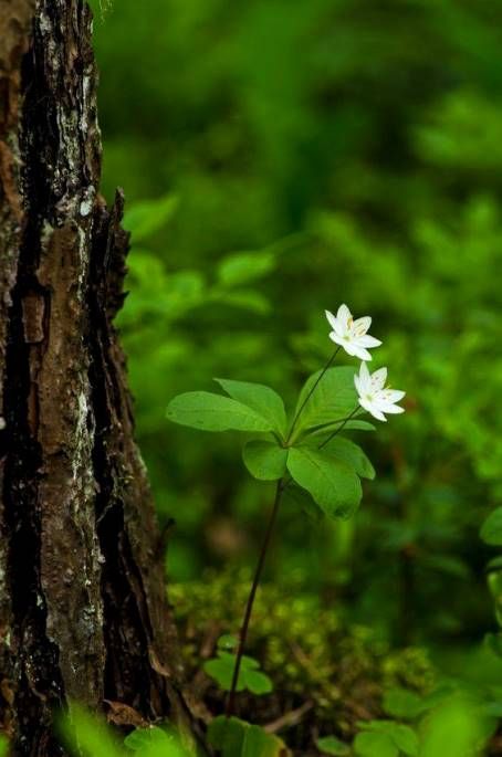 Do a little bit of good wherever you are.  It's those little bits of good put together that overwhelm the world.  ~Desmond Tutu Flowers Growing, Woodland Garden, Forest Flowers, Green Forest, Walk In The Woods, Gardening Supplies, Good Morning Images, White Flower, Nature Pictures