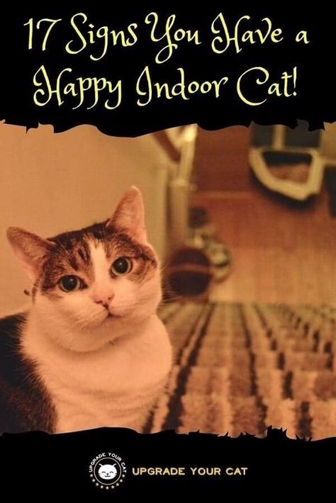 Cat Haircuts, Indoor Cat Garden, Cat Health Problems, Purring Cat, Happy Kitten, Cat Tips, Cat Obsession, Cat Activity, Cat Info