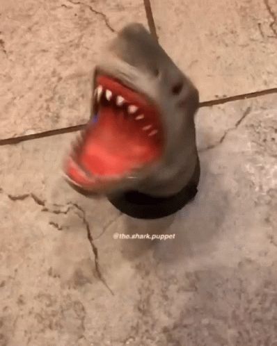 Shark Puppet Spinning GIF - SharkPuppet Spinning Shark - Discover & Share GIFs Spinning Gif, Shark Puppet, Animated Gif, Spinning, Gif, Funny