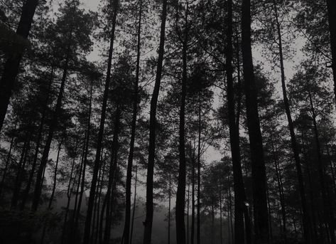 Dark Forest Random Snaps, Forest Background, Super Dark, Night Forest, Deep Forest, Forest Landscape, Dark Night, Dark Forest, Stop Motion