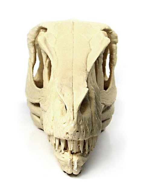 Velociraptor Raptor Skull, Velociraptor Skull, Dino Skull, Dino Bones, Skull Reference, Real Dinosaur, Dinosaur Tattoos, Skeleton Drawings, Animal Skeletons