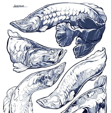 Sorie Kim Art, Arowana Drawing, Arowana Tattoo, Arapaima Fish, Daily Drawing Exercises, Sorie Kim, Fish Character, Sketchbook Tattoo, Fish Reference