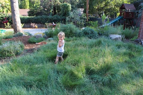 No-mow low-water lawn of San Diego Bentgrass or agrostis pallens doing it's beautiful thing in a family backyard in Altadena, California. This is the tallest it gets and while this luscious lawn can be mowed many of our clients prefer to leave it long and lush for a romantic mini meadow look. Native Lawn, California Native Landscape, Mini Meadow, Altadena California, California Landscaping, Kid Friendly Backyard, Native Grasses, California Backyard, Lawn Alternatives