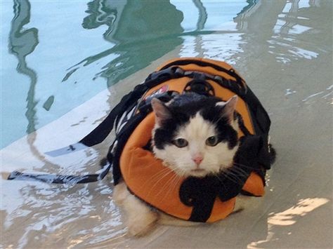 This is Holly, the 18-pound cat that is going swimming to lose weight. Cat In Water, Swimming Cats, Cat Problems, Pet Resort, Fat Cat, Old Cats, Fat Cats, Kitty Cat, Cat Photo