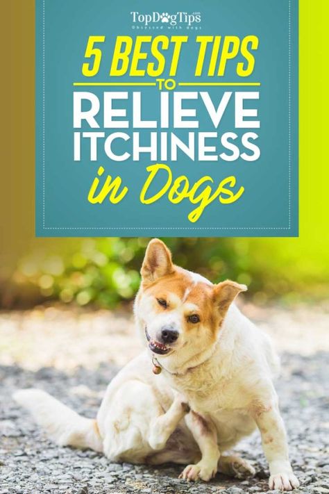 Dog Glands, Dog Itchy Skin Remedy, Dog Meds, Dog Itching Remedies, Itchy Dog Skin, Itchy Skin Remedy, Dog Skin Allergies, Relieve Itchy Skin, Remedies For Skin