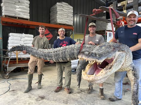 Longest alligator in Mississippi history captured by hunters Alligator Hunting, Christopher Smith, American Alligator, Hunting Tips, Mississippi State, Hunting Season, Rod And Reel, Crocodiles, Mississippi