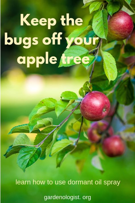 Caring For Apple Trees, How To Prune Apple Trees, Growing Apple Trees, Apple Tree Care, Pruning Apple Trees, Tree Orchard, Fruit Trees Backyard, Gardener Aesthetic, Fruit Tree Garden