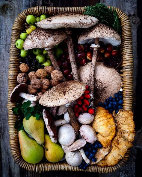 Sacred Garden, Brambly Hedge, Foraged Food, Natural Ecosystem, Veg Garden, Mushroom Fungi, Wild Food, Plant Roots, Growing Food