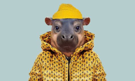 Animals Wearing Clothes, Pygmy Hippopotamus, Bornean Orangutan, Human Zoo, Fox Pups, Otter Pup, African Bush Elephant, African Giraffe, Exotic Shorthair Cat