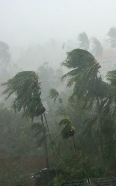 Strong Wind Aesthetic, Tropical Rain Aesthetic, Rainy Tropical Aesthetic, Wind Aestethic, Tropical Storm Aesthetic, Wind Aesthetics, Windy Forest, Lighting Storm, Storm Photography