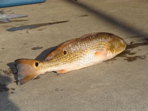 Note the eyespots on the redfish.  Nearly every red drum will have the eyespot near the tail.  Some fish may have only the single spot, others may be covered in spots. Trout Fishing Tips, Salt Water Fishing, Buy Fish, Fishing Techniques, Fishing Supplies, Catching Fish, Pier Fishing, Gone Fishing, Trout Fishing