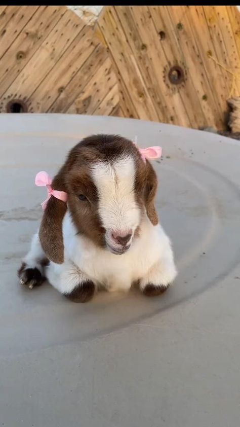 List Of Farm Animals, Cute Farm Dogs, Cute Goat Videos, Pigme Goats, Funny Goats Videos, Cute Goats Baby, Baby Goats Aesthetic, Baby Goats Video, Farmhouse With Animals