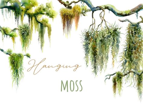 Live Oaks With Spanish Moss, Watercolor Moss, Hanging Spanish Moss, Moss Drawing, Moss Painting, Moss Logo, Tree Clipart Png, Plant Clipart, Trees Clipart