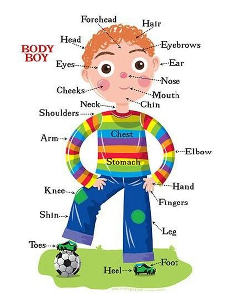 You live with your body 24 hours a day. But how well do you really know it? ... Learning English Is Fun, Human Body Vocabulary, Body Parts For Kids, Boys Posters, Learning English For Kids, Human Body Parts, Spanish Grammar, Kids English, English Fun