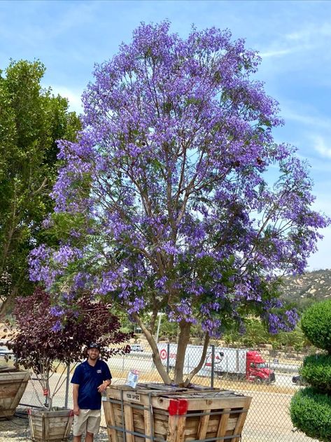 Purple Flowering Tree, Myrtle Tree, Patio Trees, Jacaranda Tree, Identify Plant, Flowering Tree, Specimen Trees, Purple Trees, Fast Growing Trees