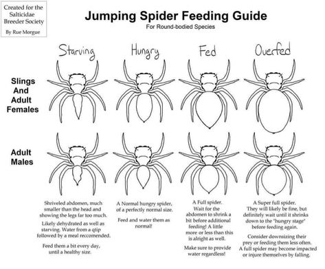 Regal Jumping Spider, Spider Fact, Spider House, Spider Baby, Jumping Spiders, House Spider, Spoiled Pets, Pet Spider, Dog Cuts