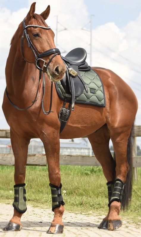 Horse Tack Photography, Chesnut Horses Dressage, Bay Horse Tack Colors, Chestnut Horse Tack Colors, Muscular Horse, Chestnut Horses, Show Jumping Horses, Horse Riding Outfit, Cute Horse Pictures