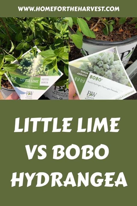 Little Lime vs Bobo hydrangea 🍃 🌸 Which suits your garden best? Bobo Hydrangeas, Bobo Hydrangea, Little Lime Hydrangea, Types Of Hydrangeas, Creeping Phlox, Panicle Hydrangea, Hydrangea Paniculata, Planting Hydrangeas, Evergreen Plants