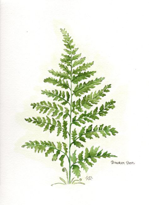 Watercolor Bracken Fern By: LMc Fern Plant Drawing, Fern Sketch Simple, Bracken Fern Tattoo, Painting Ferns Acrylic, Moss Logo, Bracken Fern, Fern Watercolor, Fiddlehead Fern, Fern Gully