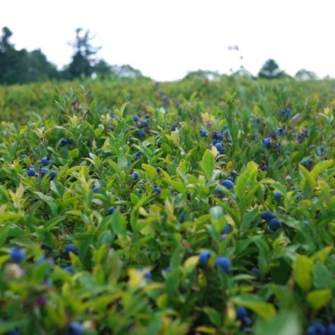 Blueberry Field, Maine Recipes, Growing Blueberries, Blueberry Farm, 2020 Vision, Food Forest, Wild Blueberries, Beer Labels, Freshly Picked