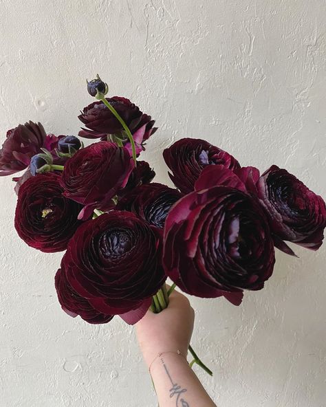 Blackberry Wedding Colors, Moody Wedding Color Schemes, Plum And Burgundy Wedding, Chocolate Ranunculus, Dark Flower Arrangements, Dark Ranunculus Bouquet, Deep Red Bouquet, Anemone And Ranunculus Bouquet, Wedding Bouquet Dark