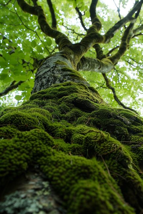 Forest Moss Aesthetic, Moss On Trees, Moss On Rocks, Moss On Tree, Moss Aesthetic, Moss Texture, Creating Reality, Woodland Photography, Moss Tree