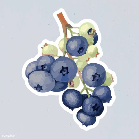 Vectorized blueberries sticker overlay with white border design resource | free image by rawpixel.com / Aew Aesthetic Stickers For Journal, Blueberry Sticker, Blueberry Illustration, Vintage Aesthetic Stickers Printables, Sticker Overlay, Blue Stickers, Summer Stickers, Illustration Botanical, Blue Berries