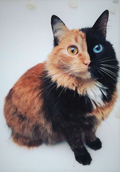 chimera cat Two Faced Cat, Beautiful Cats Pictures, Pretty Kitty, Cute Cats And Kittens, Warrior Cats, Unique Animals, Beautiful Cat, Pretty Cats, Beautiful Cats