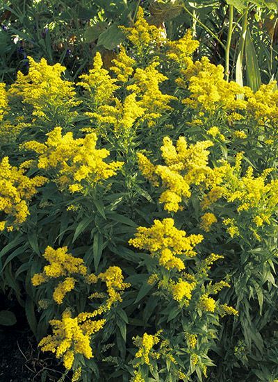 Pollinators Love Goldenrod - See the 9 varieties we recommend for your garden #Pollinators #Goldenrod #FallColor #GardenGateMagazine Bluestem Goldenrod, Goldenrod Garden, Goldenrod Plant, Planting Zones, Goldenrod Flower, Prairie Flowers, Tattoo Plant, Types Of Herbs, Plant Varieties