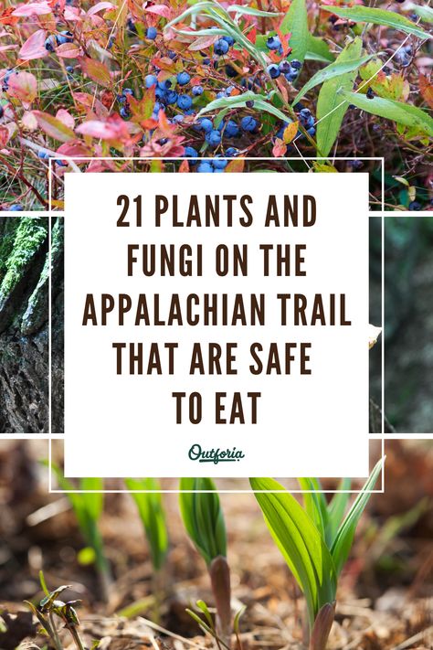 Appalachian Trail Tattoo, Appalachian Foraging, Appalachian Native Plants, Appalachian Homestead With Patara, How To Train To Hike The Appalachian Trail, Foraging In Indiana, Section Hike Appalachian Trail, Trail Food, Wild Food Foraging