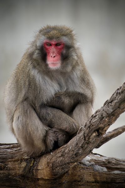 Red Monkey, Snow Monkey, Red Cheeks, Monkey Face, Animal Reference, Oc Inspiration, Red Face, Animal References, Baboon