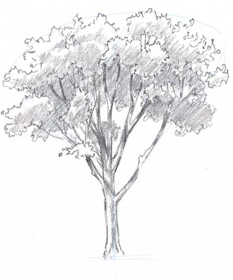 How to draw trees: Oaks How To Draw Trees, Oak Tree Drawings, Trees Drawing Tutorial, Draw Trees, Tree Drawing Simple, Tree Drawings Pencil, Pencil Trees, Arte Peculiar, Nature Sketch