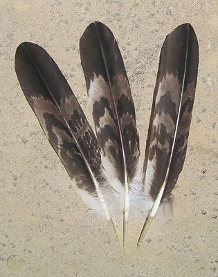 Golden Eagle Feather, Eagle Feathers, Art Articles, Golden Eagle, Curvy Model, Bone Crafts, Native American Pictures, Feather Painting, Tail Feathers