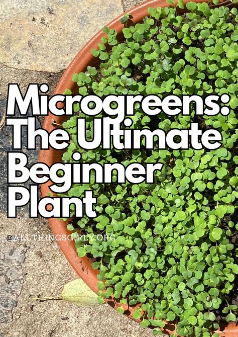 Microgreens are the ultimate beginner gardening plant to grow because they are easy, cost effective, and nutritious. Microgreens Recipe, How To Grow Microgreens, Grow Microgreens, Growing Microgreens, Growing Gardens, Veg Garden, Hydroponic Gardening, Green Vegetables, Edible Plants