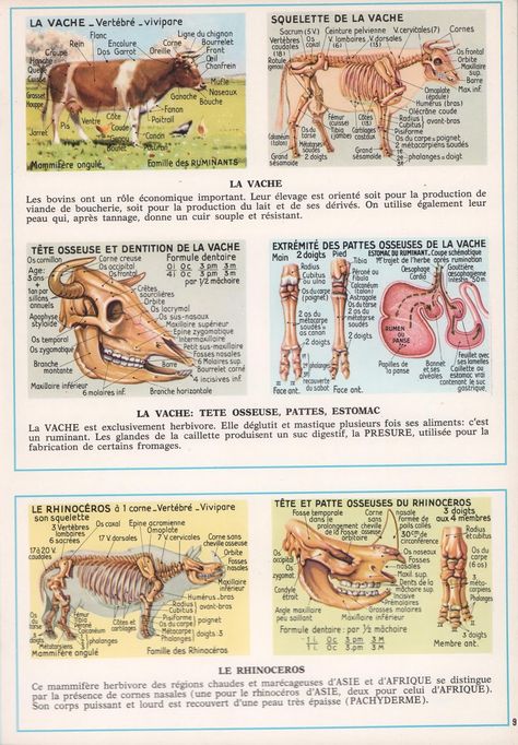 Leçons de choses: Documentation scolaire 116 : Anatomie animale (1972) Anatomy, Animals