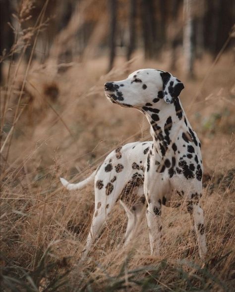 Dalmatian Aesthetic, 101 Dalmatians Book, 101 Dalmatians Characters, 101 Dalmatians Cruella, Dog 101, Dalmatian Dog, Dalmatian Dogs, Pets 3, Dog Activities