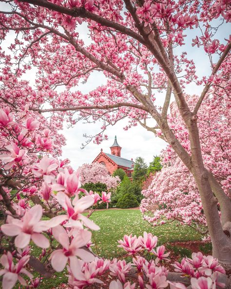 Colourful Trees, Garden Background, Rose Tree, Love Animation Wallpaper, Magnolia Trees, Rose Trees, Advocate Art, Pink Garden, Cat Air