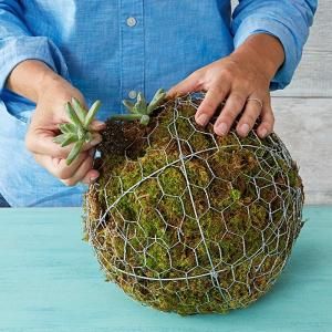 How to make a hanging succulent ball - Lowe's by phoebe Succulent Ball, Taman Air, Garden Spheres, نباتات منزلية, Garden Vines, Hanging Succulents, Succulent Gardening, Hanging Garden, Succulents Diy