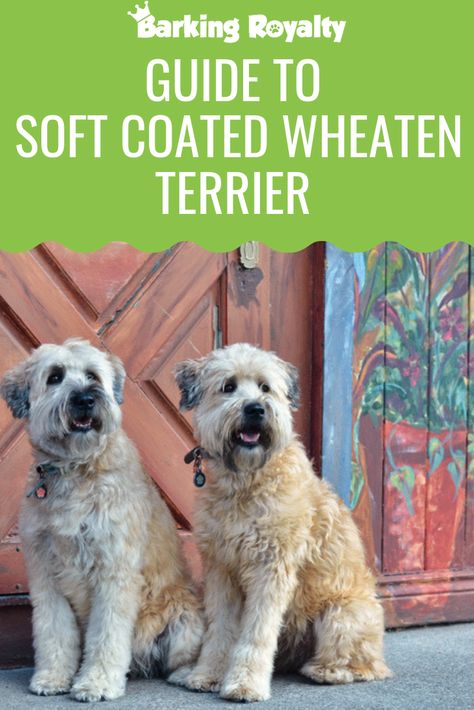 Wheaten Terrier Poodle, American Bull Terrier, Wheaten Terrier Haircut, Wheaton Terrier Puppy, Wheaten Terrier Grooming, Whoodle Dog, Soft Wheaten Terrier, Whoodle Puppy, Soft Coated Wheaten Terrier Haircuts