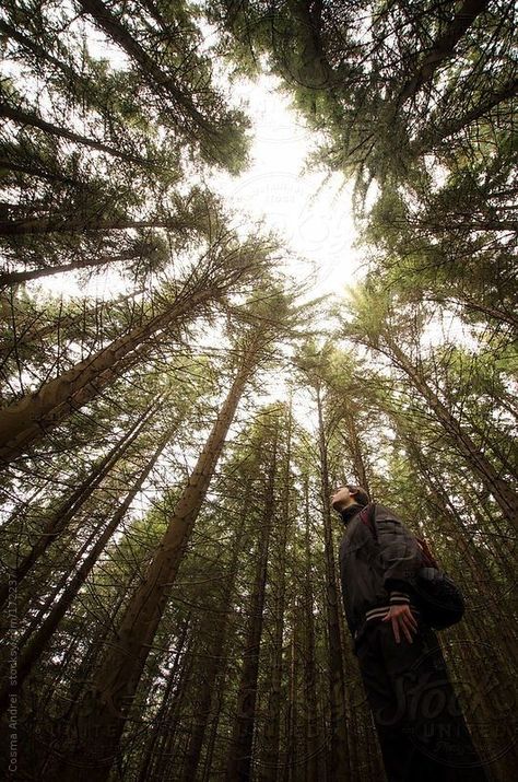 Photoshoot In Pine Trees, Forest Looking Up, Pine Forest Photoshoot Ideas, Pine Trees Photoshoot, Forest Man Aesthetic, Looking Up Into Trees, Forest Photography Ideas, Pine Forest Photoshoot, Kodaikanal Photography Ideas