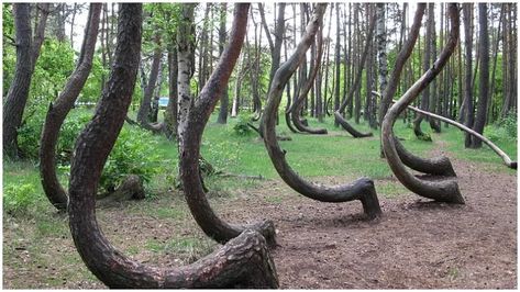 Crooked Forest, Trees Images, Kolam Air, Weird Trees, Caspar David Friedrich, Wow Facts, Mysterious Places, Tutankhamun, Growing Tree