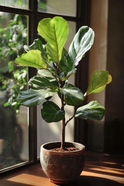 "Fiddle Leaf Fig (Ficus lyrata) is a stunning and sophisticated choice for any indoor space! 🌿🏡 With its large, glossy leaves and elegant silhouette, this plant adds a touch of natural beauty and modern style to your home decor. Perfect for brightening up a living room or office, the Fiddle Leaf Fig is a statement piece that thrives with proper care and attention. 🌱✨ #FiddleLeafFig #IndoorPlants #HomeDecor #GreenLiving" Indoor Plants Fiddle Leaf Fig, Fiddle Leaf Living Room, Fiddle Leaf Tree Aesthetic, Fig Plant Indoor, Ficus Lyrata Indoor, Fig Tree Indoor, Ficus Tree Indoor, Fiddle Leaf Plant, Inside Plants Decor